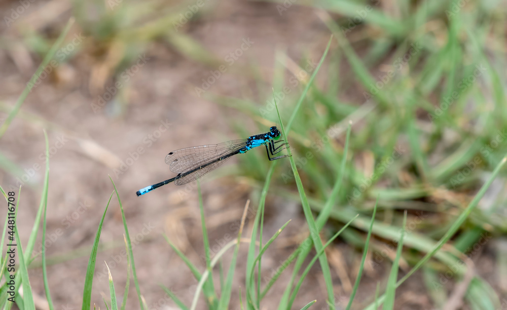 A Plains Forktail (Ischnura damula) Damselfly Perched on Vegetation in Colorado A Plains Forktail (Ischnura damula) Damselfly Perched on Vegetation in Colorado