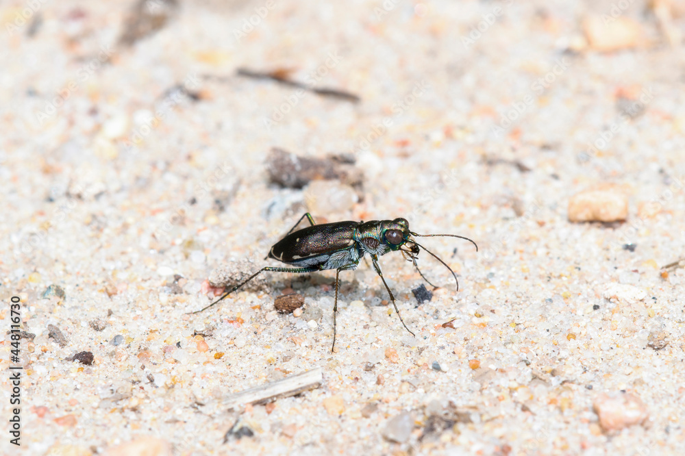 A Punctured Tiger Beetle (Cicindelidia punctulata) Perched on a Rocky Surface A Punctured Tiger Beetle (Cicindelidia punctulata) Perched on a Rocky Surface