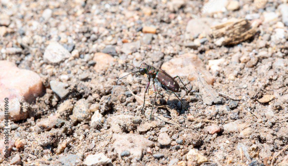 A Western Tiger Beetle (Cicindela oregona) Perched on the Sandy and Rocky Ground