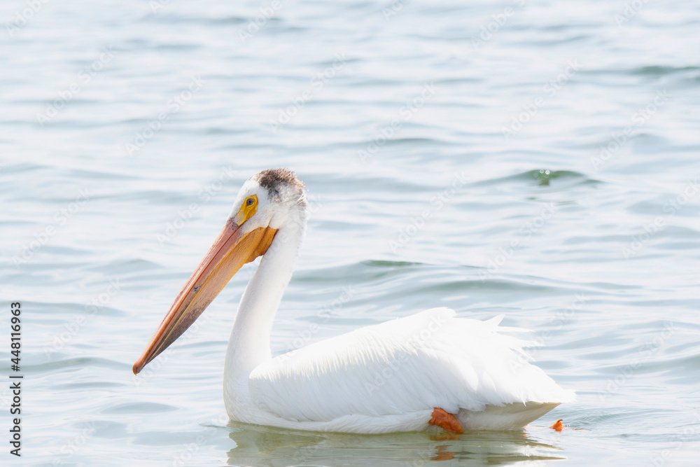 An American White Pelican (Pelecanus erythrorhynchos) Floating on a Lake in Western Colorado