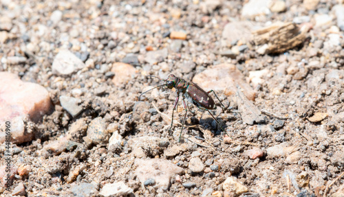 A Western Tiger Beetle (Cicindela oregona) Perched on the Sandy and Rocky Ground photo