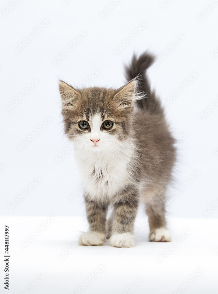 cute fluffy kitten stands in full growth on a white background