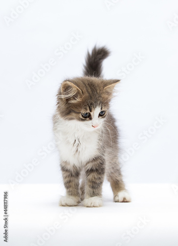 cute fluffy kitten stands in full growth on a white background