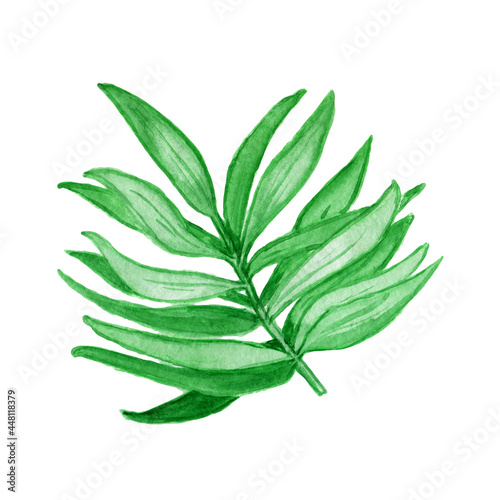 Watercolors  green leaves  blue leaf  flowers on a branch. Olive  tropical  field branches.Illustration for wedding design  invitations and postcards.