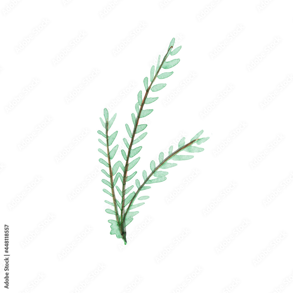 Watercolors, green leaves, blue leaf, flowers on a branch. Olive, tropical, field branches.Illustration for wedding design, invitations and postcards. Watercolors, green leaves, blue leaf, flowers on a branch. Olive, tropical, field branches.Illustration for wedding design, invitations and postcards.