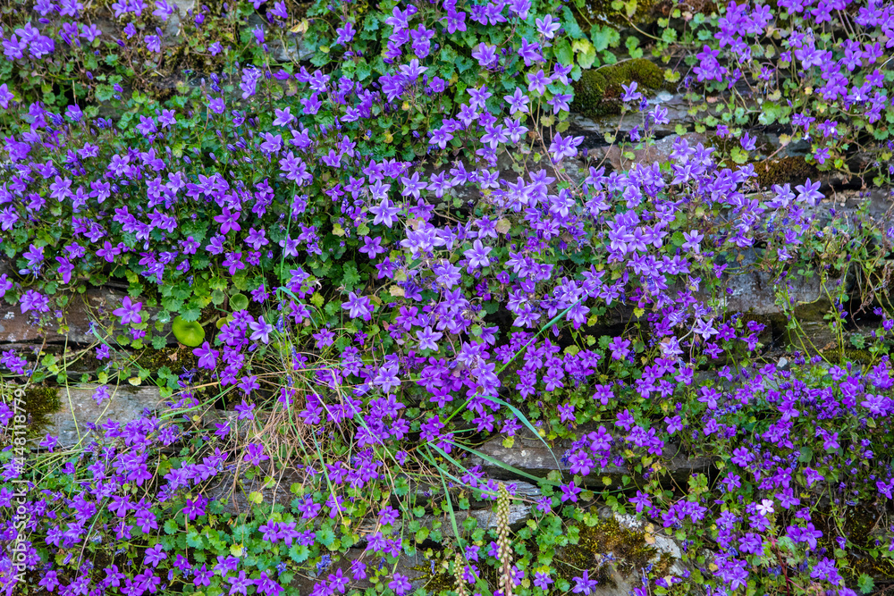 Obraz premium Purple Wild Flowers on a Wall in Polperro, Cornwall