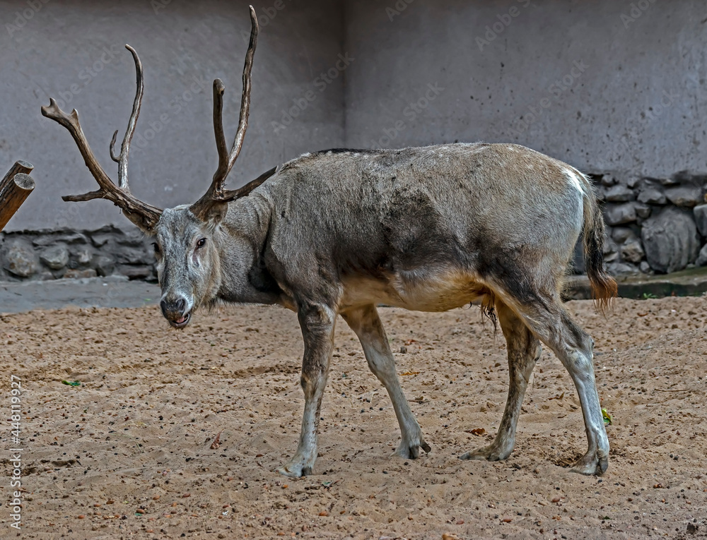Pere David`s deer male. Latin name - Elaphurus davidianus. These animals are exterminated in the wildlife, live only in zoos Pere David`s deer male. Latin name - Elaphurus davidianus. These animals are exterminated in the wildlife, live only in zoos