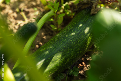 Green zucchini in a garden bed in green foliage. New harvest. Close-up.