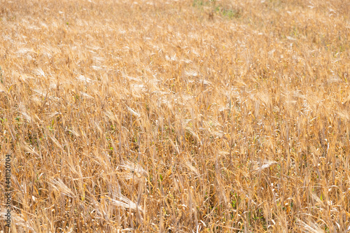 Golden barley field. Dry barley field during drought.