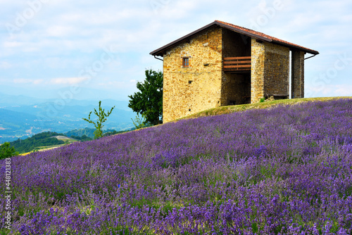 lavender field at sale san Giovanni cuneo Italy