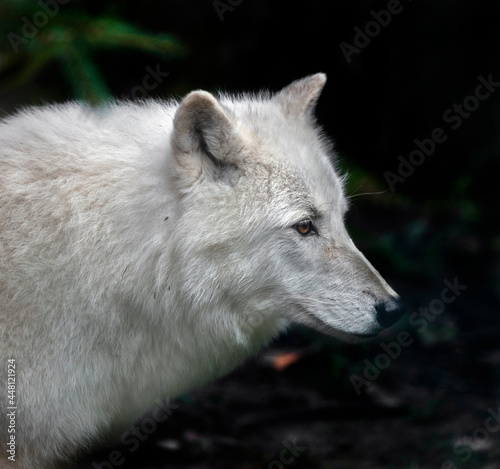 Arctic wolf s head. Latin name - Canis lupus arctos 