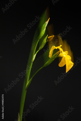 Natural narcissus plant with green stem and delicate yellow blooms growing on black background