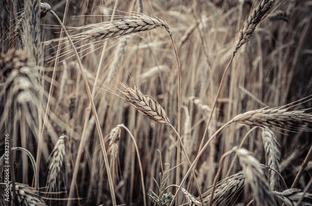 Fototapeta premium ripe rye ears in the field