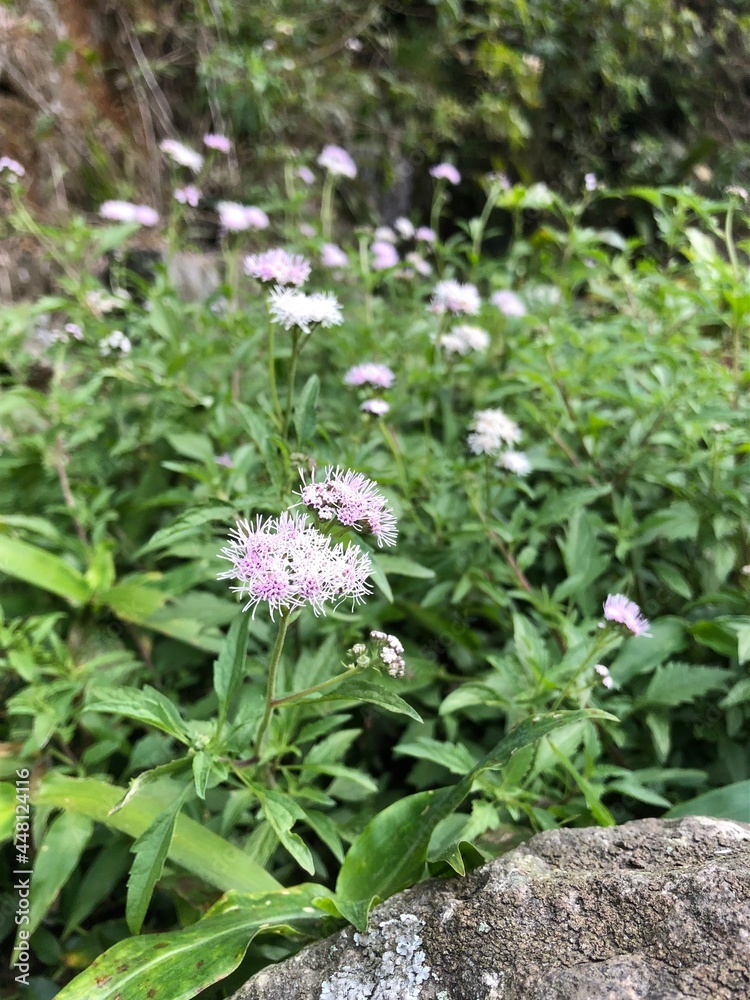 beautiful flowers lilac, yellow and red with yellow found in gardens and mountains beautiful flowers lilac, yellow and red with yellow found in gardens and mountains