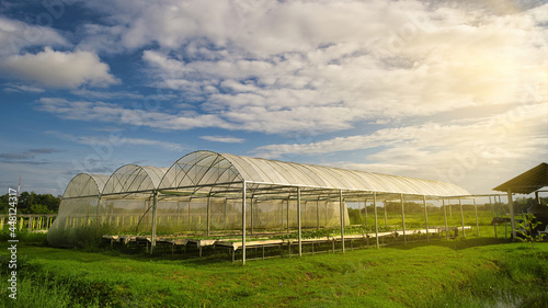 Greenhouse for growing organic farm plants, yellow sunlight and blue skies.