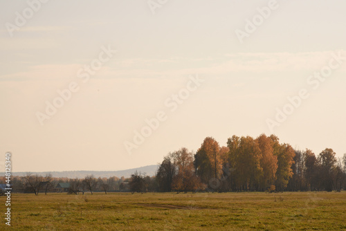 morning in the forest