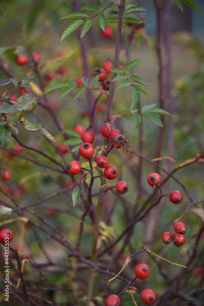 red berries on a branch red berries on a branch