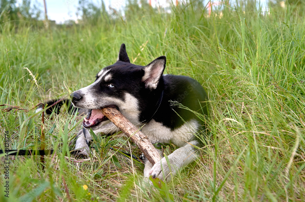the husky is lying on the grass and gnawing on a stick