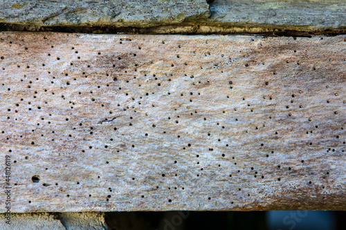 Photography Woodworm