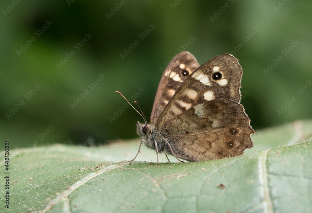 Speckled Wood Butterfly Speckled Wood Butterfly