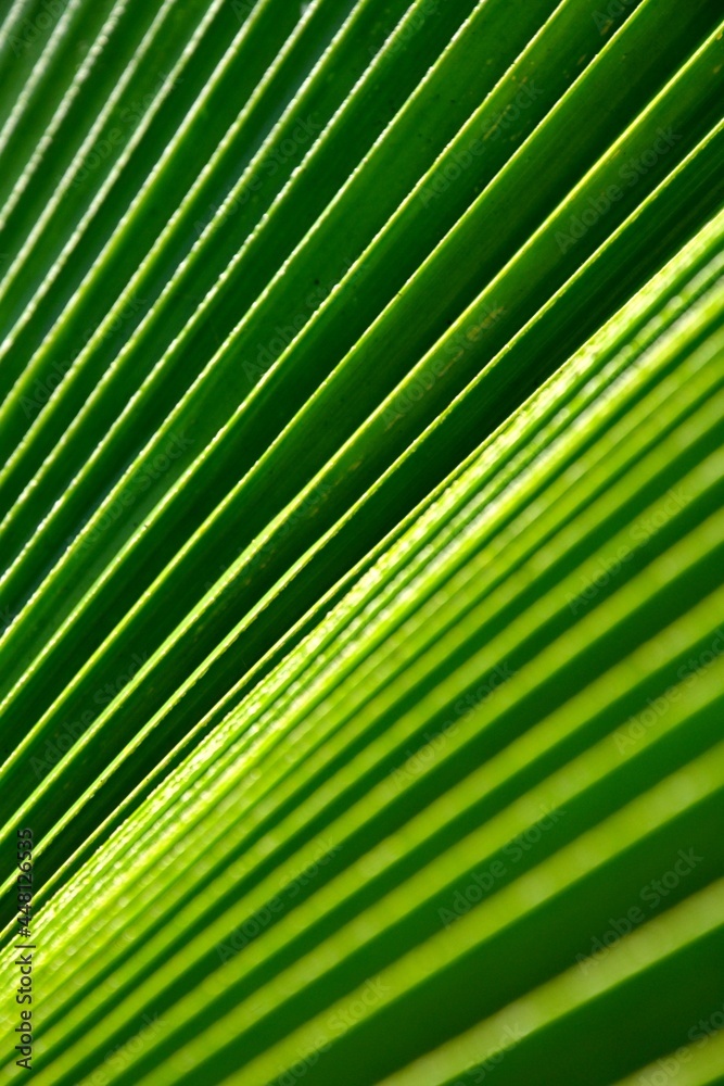 Palmenfächer