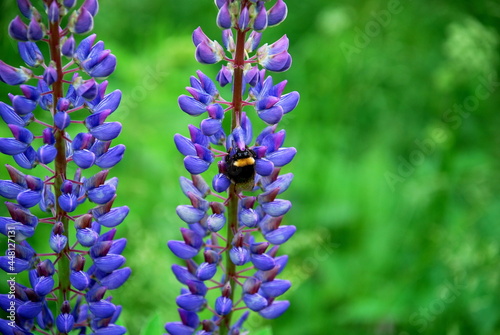 Bright purple lupine flower and bumblebee. Wolf flower - Lupinus with many medium violet blue inflorescences on a long green stem. A brown-black bumblebee is squeezed onto one of the flowers.