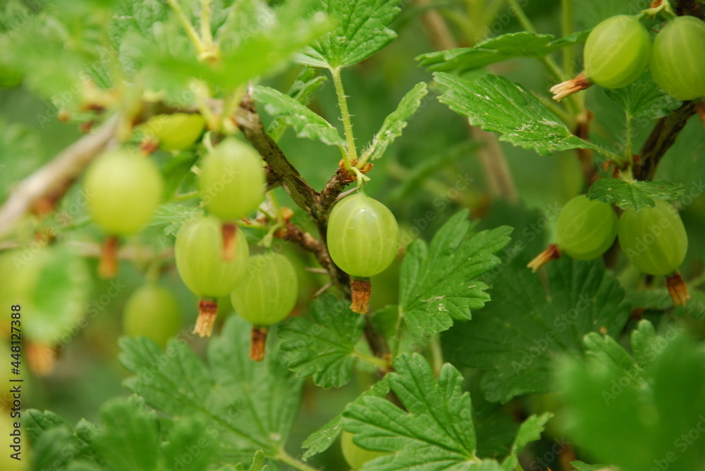 Obraz premium Large green gooseberries. Large oval green gooseberries with stripes hang on brown branches among the green textured leaves. The fruits are not yet ripe.
