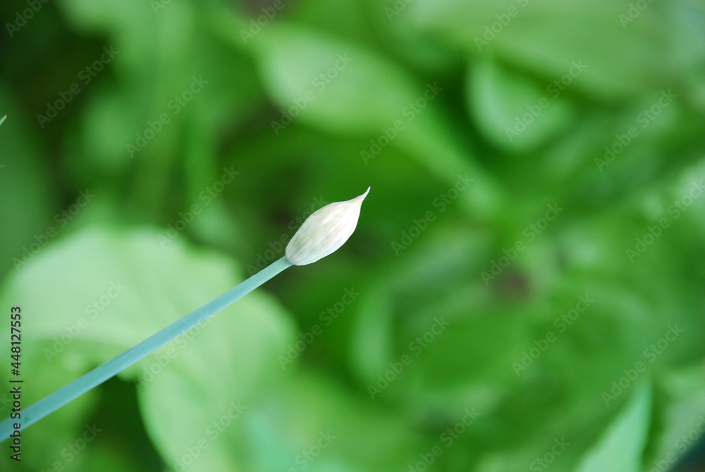 White head of garlic among the greenery. Against the background of green leaves on a thin hollow green stem, a white elongated oval head of ripening garlic. White head of garlic among the greenery. Against the background of green leaves on a thin hollow green stem, a white elongated oval head of ripening garlic.