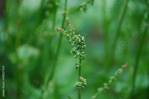 Green seeds of common sorrel. Among the green leaves are tall long stalks of sorrel with many green seeds stuck to the stem. Seeds are round in shape.