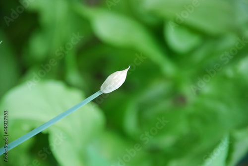 White head of garlic among the greenery. Against the background of green leaves on a thin hollow green stem, a white elongated oval head of ripening garlic.
