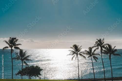 Silhouettes of palm trees on ocean beach in Ala Moana Regional Park  Hawaii  Honolulu United States