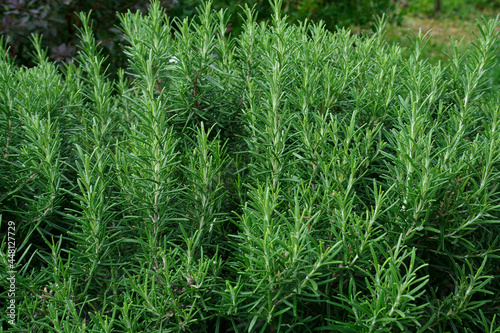 Close up of green rosemary growing in a garden. Wallpaper with selective focus and blurred bokeh. Fresh herbs for cooking.