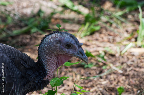 Close up of a Wild Turkey © RiMa Photography