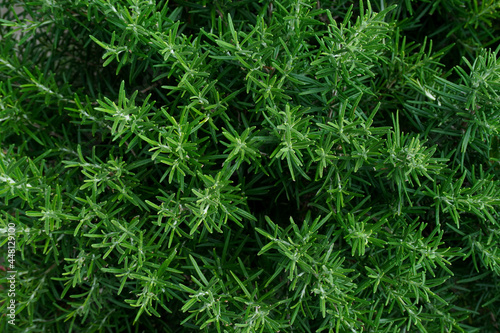 Rosemary top view. Cultivation of fragrant herbs. Agricultural business. Rosemary (Rosmarinus officinalis) growing in garden. fresh aromatic herbs.