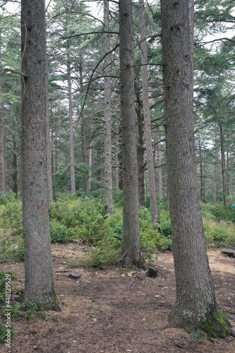 The way of the cedar. Hiking through the centuries-old cedars in the biological reserve of Petit du Luberon