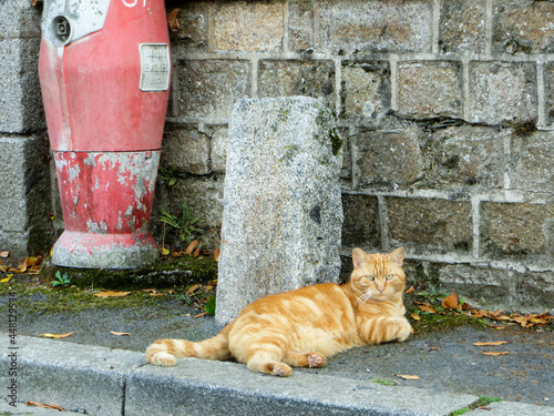 Chat roux paisiblement posé sur un trottoir photo