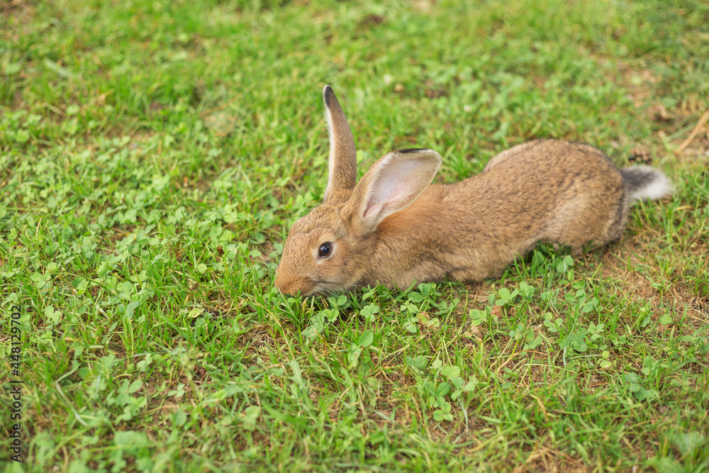 Young red rabbit eating grass on the meadow. Blurred background with copy space. Young red rabbit eating grass on the meadow. Blurred background with copy space.