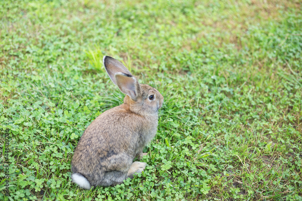 Cute young bunny sitting on the meadow. Rabbit is facing right. Summertime. Space for copy. Cute young bunny sitting on the meadow. Rabbit is facing right. Summertime. Space for copy.