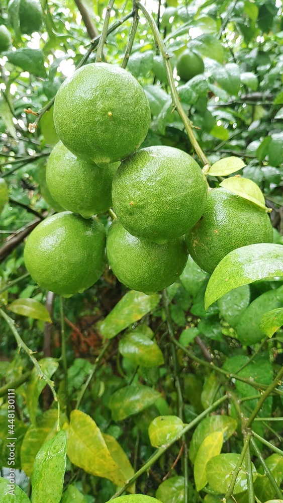 Fresh Lime in rainy Season