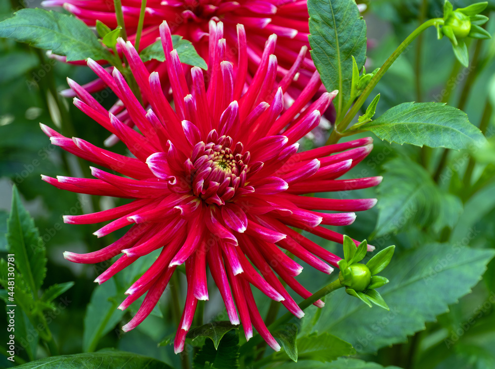 Dahlien-Blüte Dahlien-Blüte