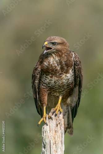 A beautiful Common Buzzard (Buteo buteo) sitting on a fence post at a pasture looking for prey. Gelderland in the Netherlands. Green background. 