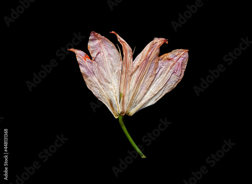 Delicate flower of lily plant with thin dried petals isolated on black background