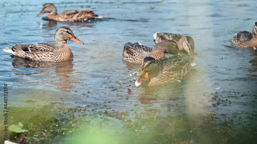 Flock of wild mallard ducks swim on lake.Wild ducks eat bread thrown to them, which is dangerous for their health Flock of wild mallard ducks swim on lake.Wild ducks eat bread thrown to them, which is dangerous for their health