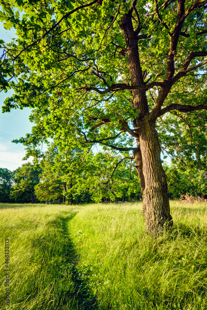 Summer Sunny Forest Trees And Green Grass. Nature Wood Sunlight Background. Instant Toned Image Summer Sunny Forest Trees And Green Grass. Nature Wood Sunlight Background. Instant Toned Image