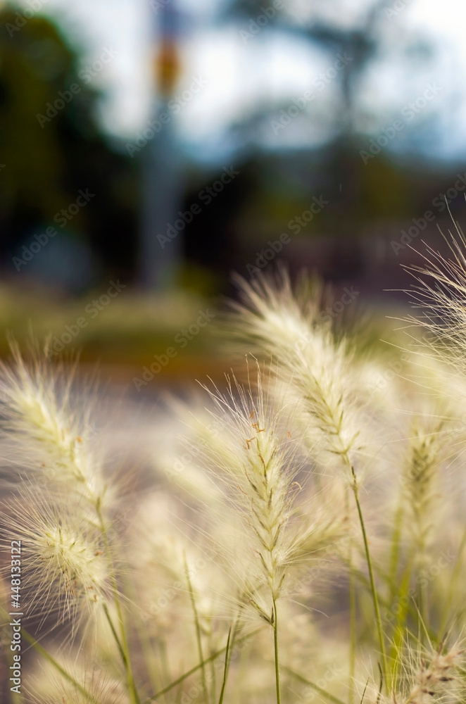 Obraz premium Siembra de trigo natural, ocre en fondo azul