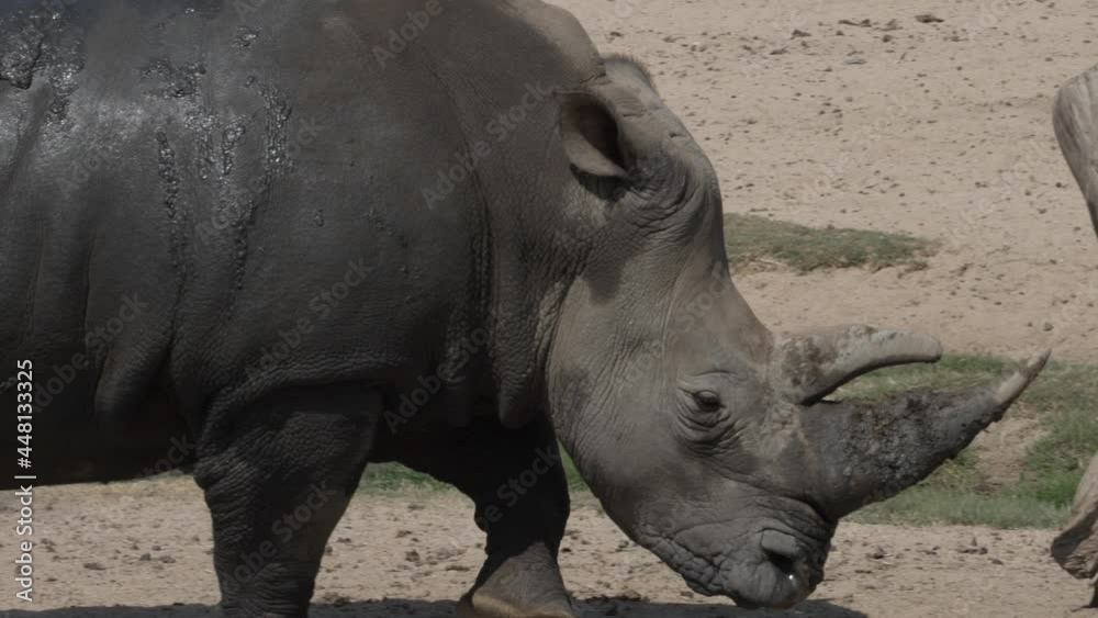 This video shows a large wild African rhino passes by in slow motion. This video shows a large wild African rhino passes by in slow motion.