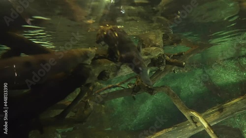 This underwater video features an Australian platypus (Ornithorhynchus anatinus) diving down and swimming in the river.