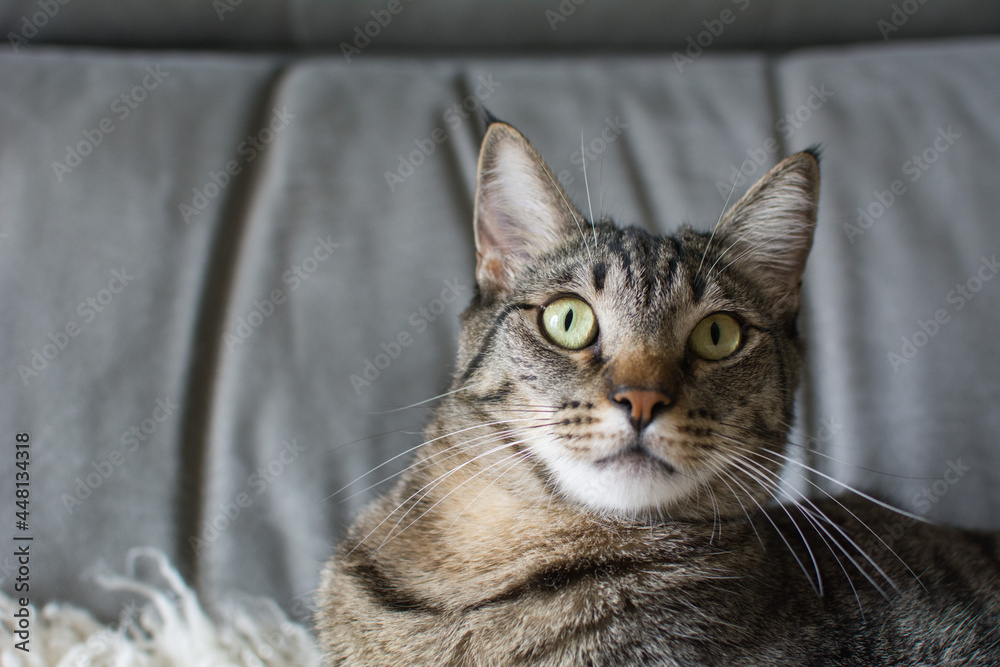Cat Max Cat Max