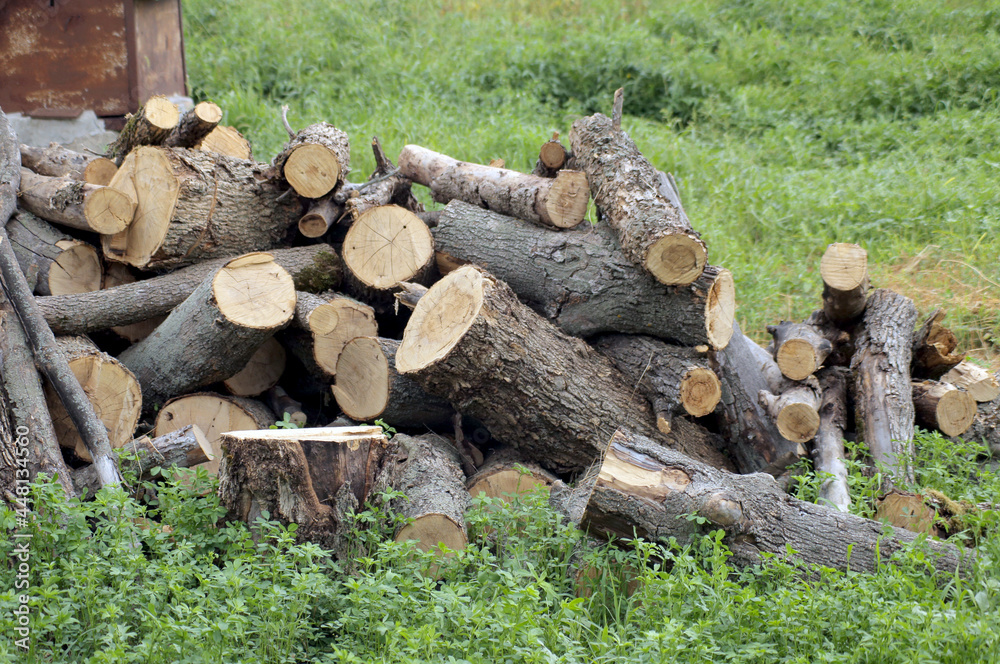 firewood in the meadow, preparing firewood for the winter in the village firewood in the meadow, preparing firewood for the winter in the village