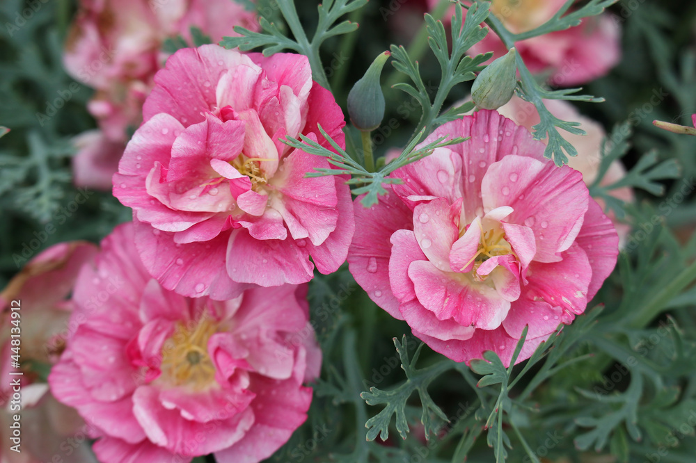 Pink double flowers of Eschscholzia californica bloomed on a rainy morning and raindrops tremble on their delicate petals Pink double flowers of Eschscholzia californica bloomed on a rainy morning and raindrops tremble on their delicate petals